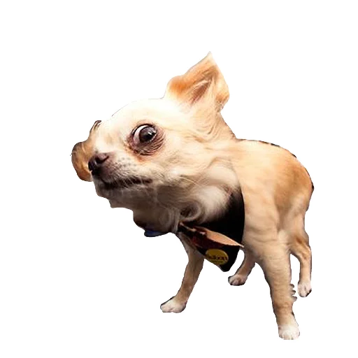 домашнее животное порода собак собака