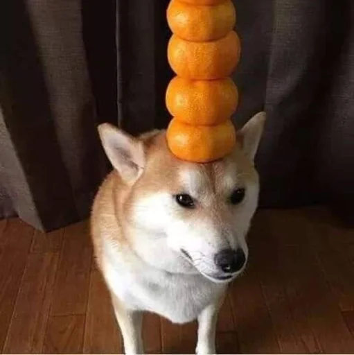 собака домашнее животное корги