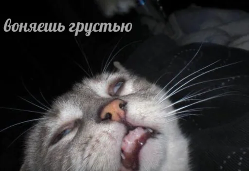 млекопитающее животное кошка