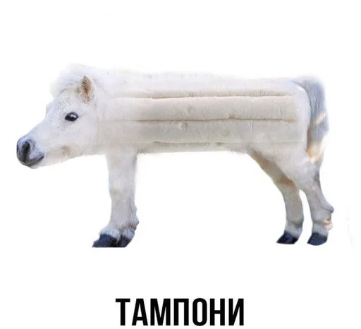 млекопитающее рыло животное