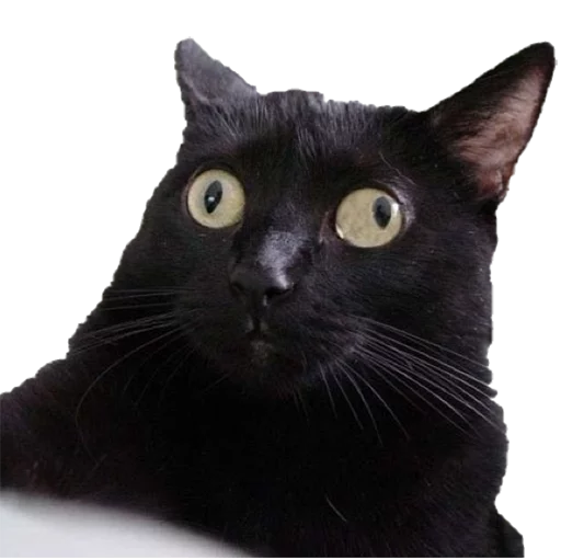 animal mammal domestic cat