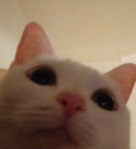 CritsRoistJujus :: @fStikBot - кошки малого и среднего размера