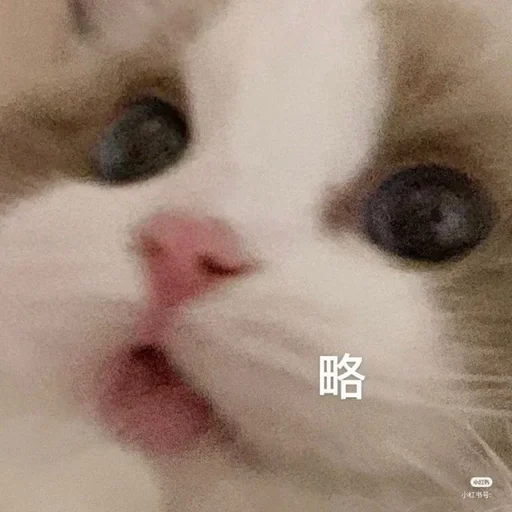 млекопитающее животное кошка