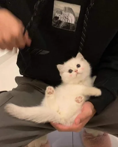 кошки малого и среднего размера Человек кошка