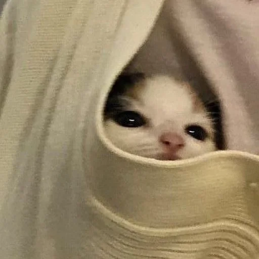 кошка кошки малого и среднего размера комнатный