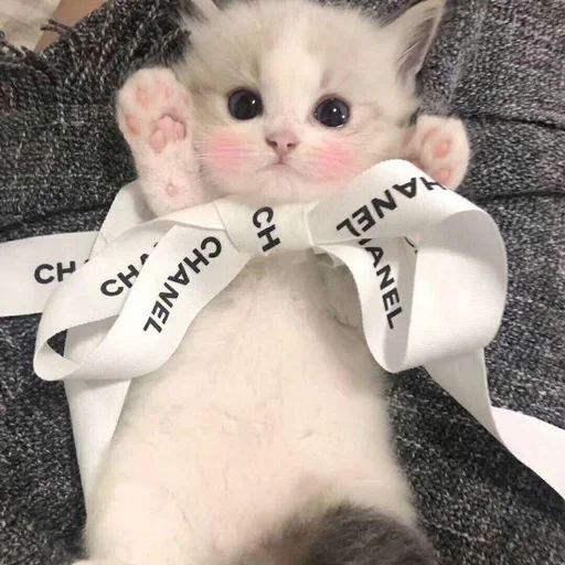 кошки малого и среднего размера животное млекопитающее