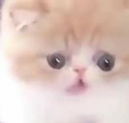 кошка млекопитающее животное