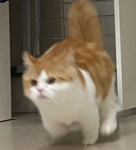 млекопитающее животное кошка