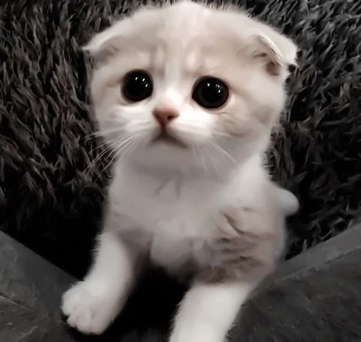 животное млекопитающее кошка