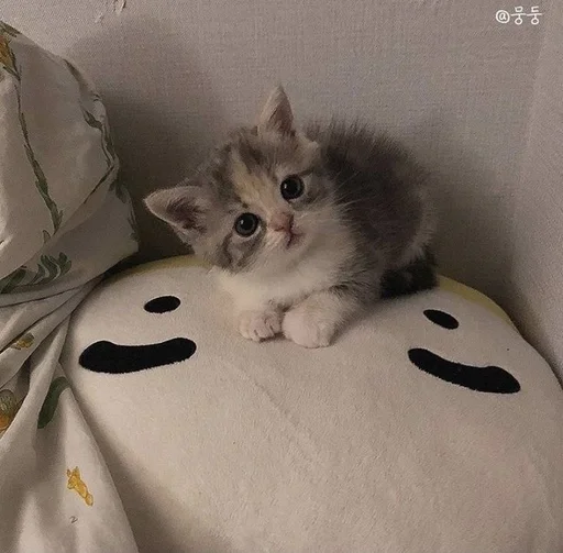 комнатный кошки малого и среднего размера кошачьи