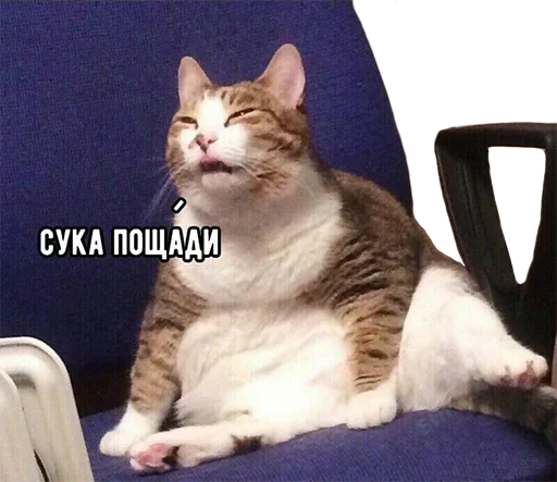 животное кошки малого и среднего размера млекопитающее