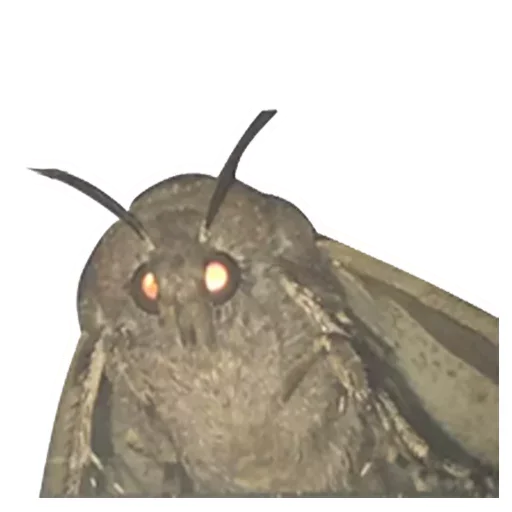 животное .bat млекопитающее