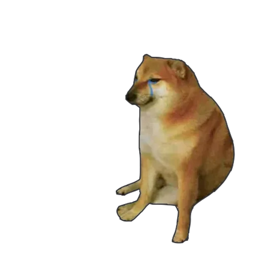 животное млекопитающее домашнее животное