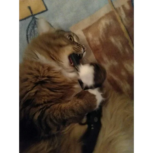 животное млекопитающее кошачьи