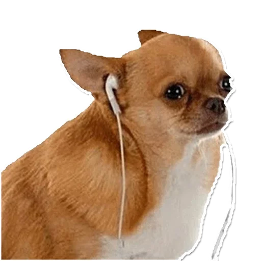 млекопитающее животное домашнее животное