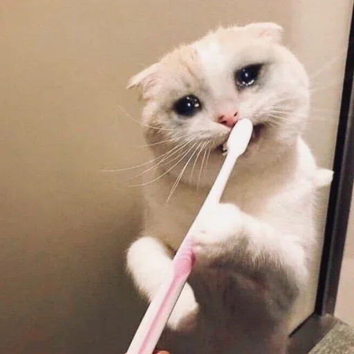 животное комнатный стена