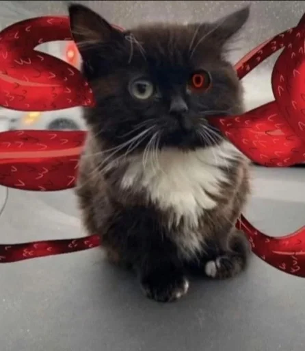 млекопитающее животное кошки малого и среднего размера