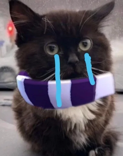 кошки малого и среднего размера кошачьи мех