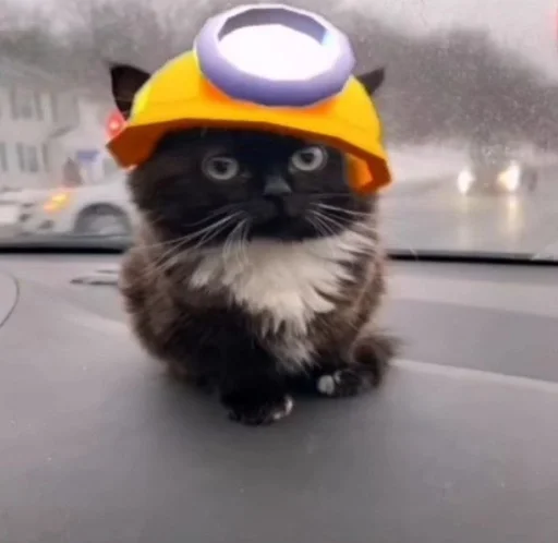 домашняя кошка кошки малого и среднего размера кошка