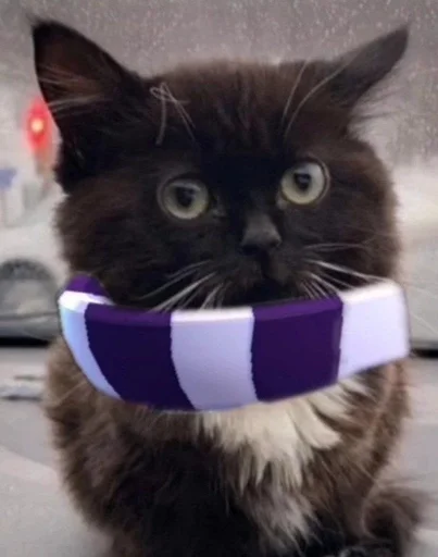 кошки малого и среднего размера кошачьи усы