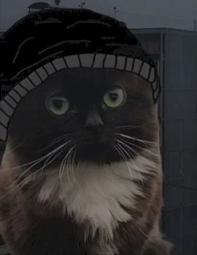 животное кошки малого и среднего размера млекопитающее