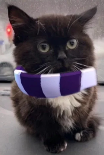 CropsFechtTems :: @fStikBot - small to medium-sized cats