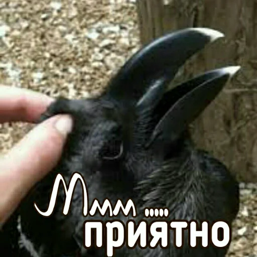 Sticker Crow_Fox - 1