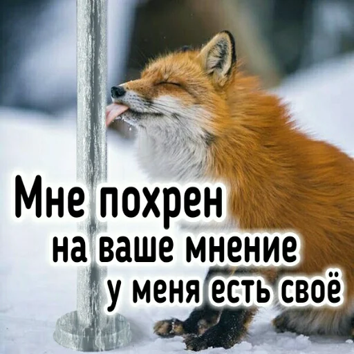 Sticker Crow_Fox - 1