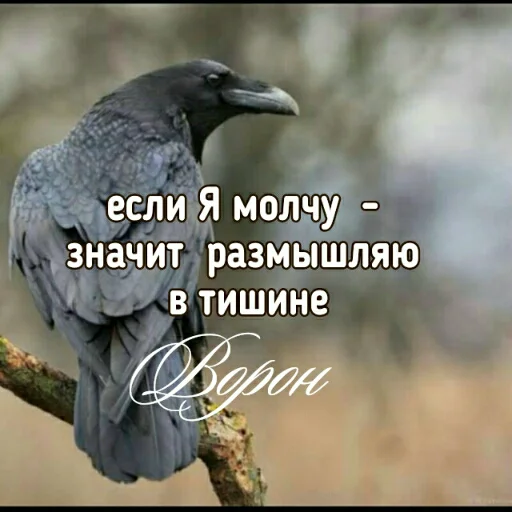 Sticker Crow_Fox - 1