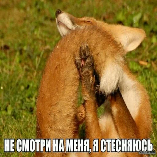 Sticker Crow_Fox - 1