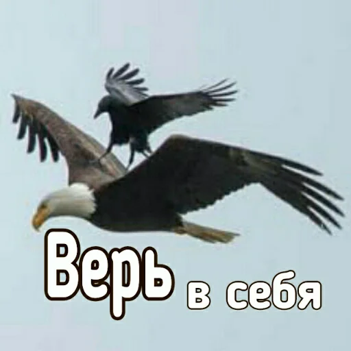 Sticker Crow_Fox - 1