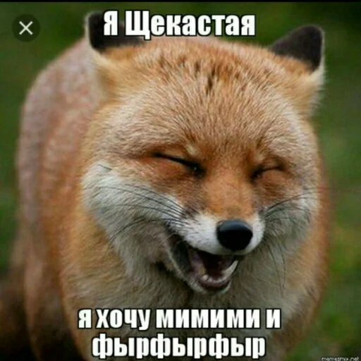 Стикер Crow_Fox - 1