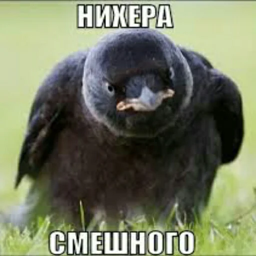 Sticker Crow_Fox - 1