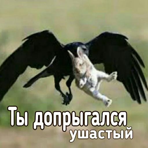 Sticker Crow_Fox - 1