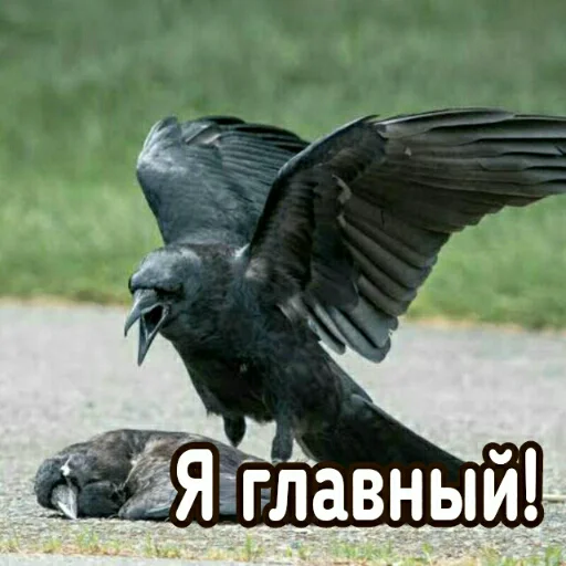 Ворон&Лисица - 