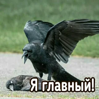 Sticker Ворон&Лисица - 4