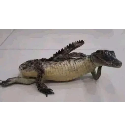 Крокодил @TgEmodziBot - 