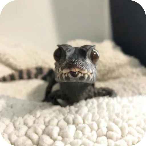 Sticker Crroco_by_TgEmodziBot - 1