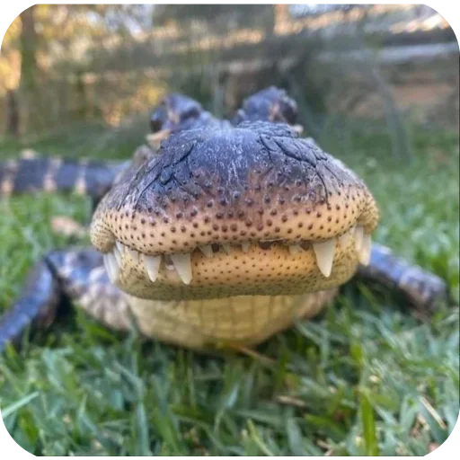 Sticker Crroco_by_TgEmodziBot - 1