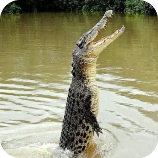 Стикер Крокодил @TgEmodziBot - 8