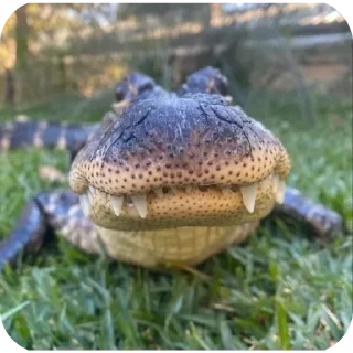 Стикер Крокодил @TgEmodziBot - 0