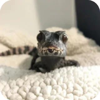 Стикер Крокодил @TgEmodziBot - 2