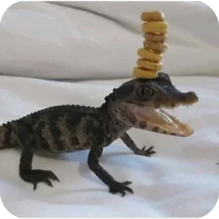 Стикер Крокодил @TgEmodziBot - 10