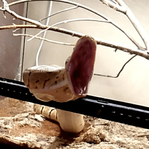 Sticker рептилоиды - 11