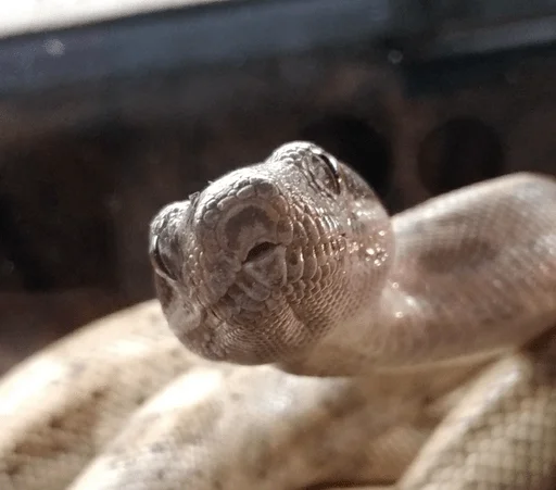 Sticker рептилоиды - 10