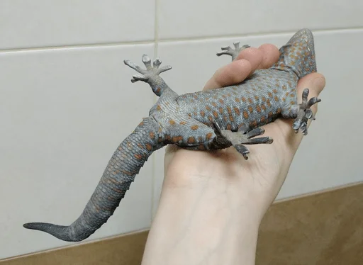 Sticker рептилоиды - 8