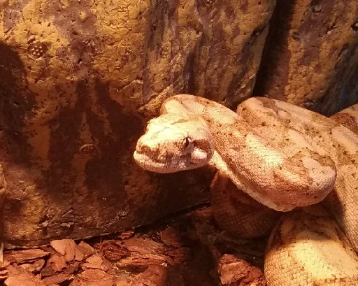 рептилоиды - 