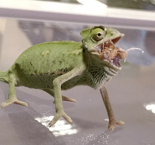 Sticker рептилоиды - 7