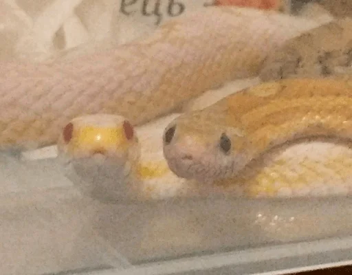 Sticker рептилоиды - 6