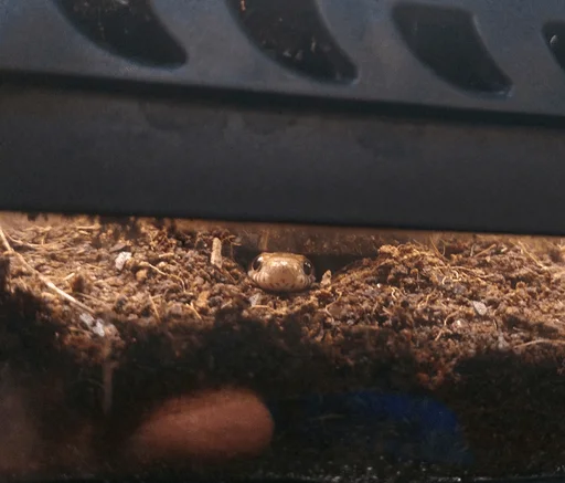 Sticker рептилоиды - 5